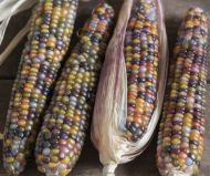 Decorative Corn Seeds - Glass Gem - 25 pieces