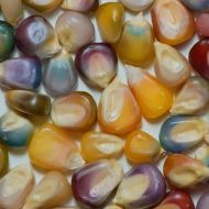 Decorative Corn Seeds - Glass Gem - 25 pieces