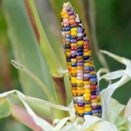 Decorative Corn Seeds - Glass Gem - 25 pieces