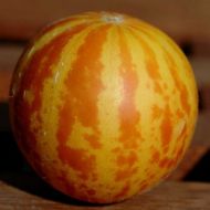 Semințe de pepene galben - "Queen Anns Pocket" - 10 bucăți