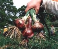 Semințe de ceapă roșie dulce - Tropea Rossa Tonda - 5 g