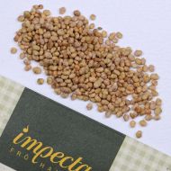 Seminte de salata verde - Verte de Cambrai - 25 grame