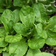 Seminte de salata verde - Verte de Cambrai - 25 grame