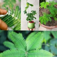 Semințe de flori Mimosa timidă - ±450 bucăți