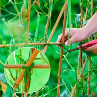 Sârmă moale pentru legarea plantelor, ø 5 mm (5 m)