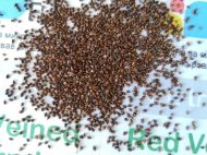 Semințe de măcriș cu vene roșii 5 g