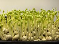 Semințe de mazăre (Cârcei de mazăre) 700 g