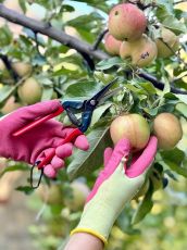 Foarfece de grădină CHIKAMASA T-55C (lamă lungă)