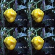 Hot Peppers - Royal Gold - 10 seeds