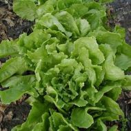 Salad - Chicory "Number 5" ± 1750 seeds (3 g)