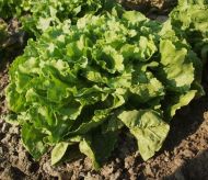 Salad - Chicory "Number 5" ± 1750 seeds (3 g)