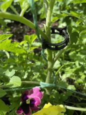 Suporturi pentru plante, 100 bucăți într-un pachet, culoare neagră