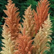 Semințe de flori Amarant/Paletă de primăvară - 1500 bucăți (1g)