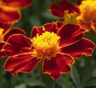 Tagetes - Linnaeus - ±250 semințe (1g)