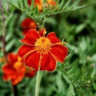 Tagetes - Linnaeus - ±250 semințe (1g)