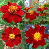 Tagetes - Linnaeus - ±250 semințe (1g)