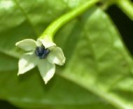 Semințe de ardei iute - White Molly/ White Bullet - 15 buc.