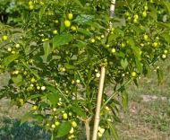 Semințe de ardei iute - White Molly/ White Bullet - 15 buc.