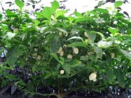 Semințe de ardei iute - White Molly/ White Bullet - 15 buc.