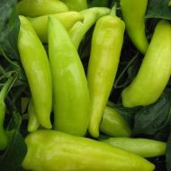 Semințe de ardei iute - Ceară galbenă maghiară - 25 bucăți