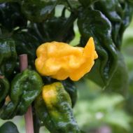 Semințe de ardei iute - Limòn - 15 bucăți