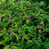 Ardei iute - Moranginho - 15 semințe