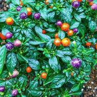 Ardei iute - Moranginho - 15 semințe