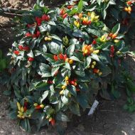 Semințe de ardei iute - Starburst - 15 bucăți