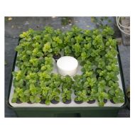 Sistem hidroponic pentru butași / clone - T.A. HydroCloner Spinner 72