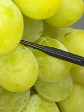 Foarfece japoneze profesionale CHIKAMASA B-600H