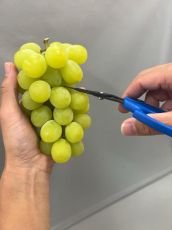 Foarfece japoneze profesionale CHIKAMASA B-600H