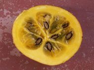 🍠 Exotic pumpkin - Cassabanana - 5 seeds