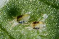 Spidermite control 300ml - organic insecticide and fungicide