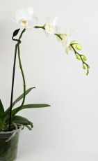 BetterGrow Orchid Flower Support, 50 cm, transparent