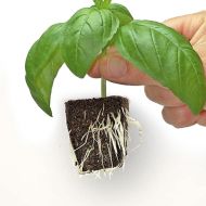 CLONEX Rooting Gel 50ml. - Gel pentru înrădăcinarea clonelor (butași)