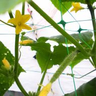 Plasă pentru plante cățărătoare 1,7 × 100 m