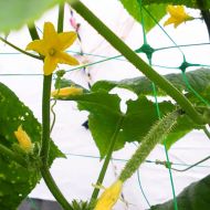 Bradas PLANT NET 2 × 20 m climbing plant net