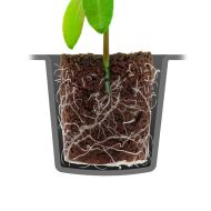 ROOT!T Tavă fără turbă uscată, umplută cu 60 de celule – Tavă cu 60 de cuburi de înlocuire a turbei pentru germinare și înrădăcinare