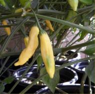Semințe de ardei iute „Aji Pineapple” - 15 buc.