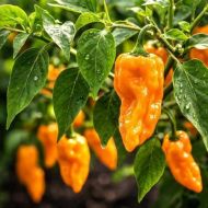Semințe de ardei iute „Orange Pepperoncini” - 10 buc.