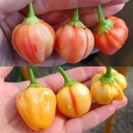 Semințe de piper soiul „Striped Peach” (Peppapeach Stripey) - 10 buc.