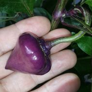 Semințe de ardei iute soiul "Purple UFO" - 15 buc.