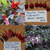 Semințe de ardei iute soiul „Purple Flash x Trifetti” - 15 buc.