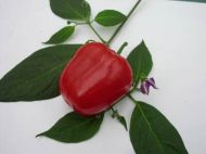 Semințe de ardei iute „ROCOTOPEPER Mix” - 15 buc.