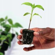GT Root Riot® 77 – Tavă cu 77 de semințe organice și cuburi pentru răsaduri