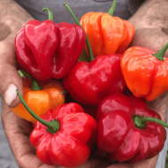 Semințe de ardei iute soiul "Aji Dulce" (Aji Dulce / Spinning Tops) - 15 buc.