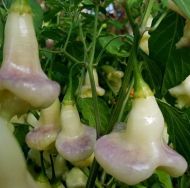 Semințe de ardei iute soiul „Aji White Fantasy” - 15 buc.