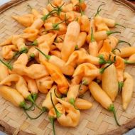 Semințe de ardei iute „Sugar Rush Peach” - 25 buc.