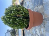 BIG POT LIRA TERRACOTTA 54x45 TERRACOTTA 48L