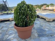 BIG POT LIRA TERRACOTTA 54x45 TERRACOTTA 84L